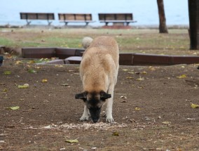 方舟手游版猛犸象食物指南