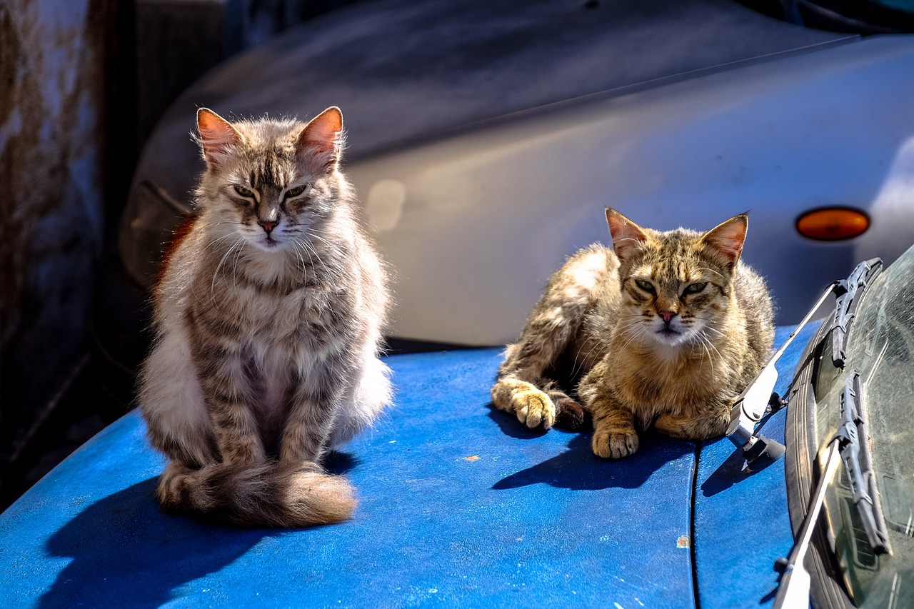 流浪猫狗图片与动漫的温暖世界