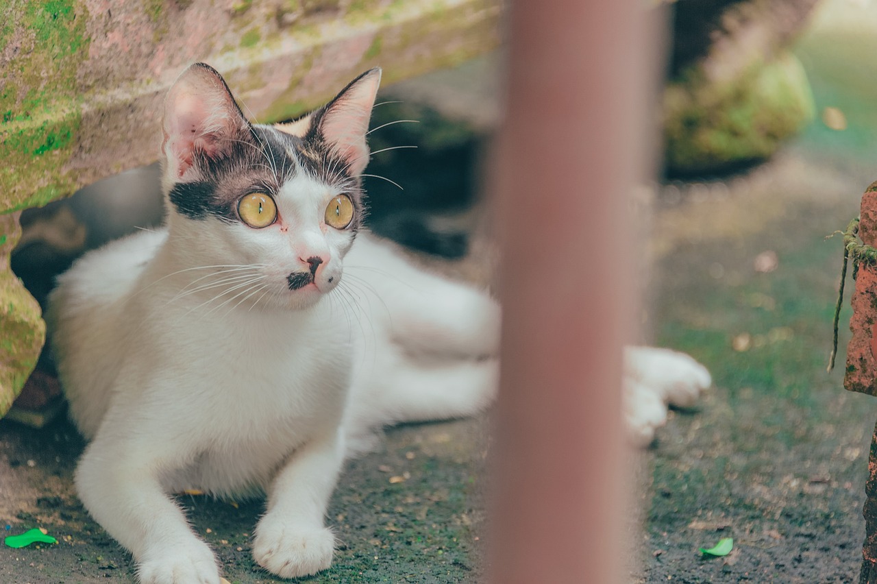 流浪猫狗图片与动漫的温暖世界